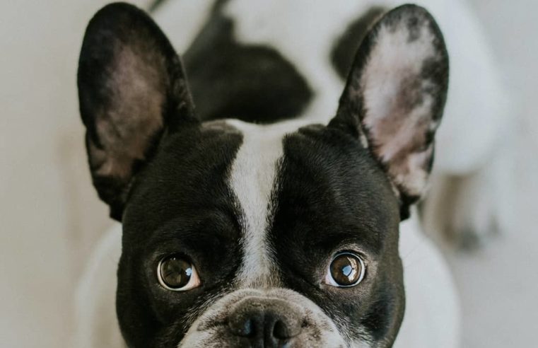 Interesting Facts about Black And White French Bulldog