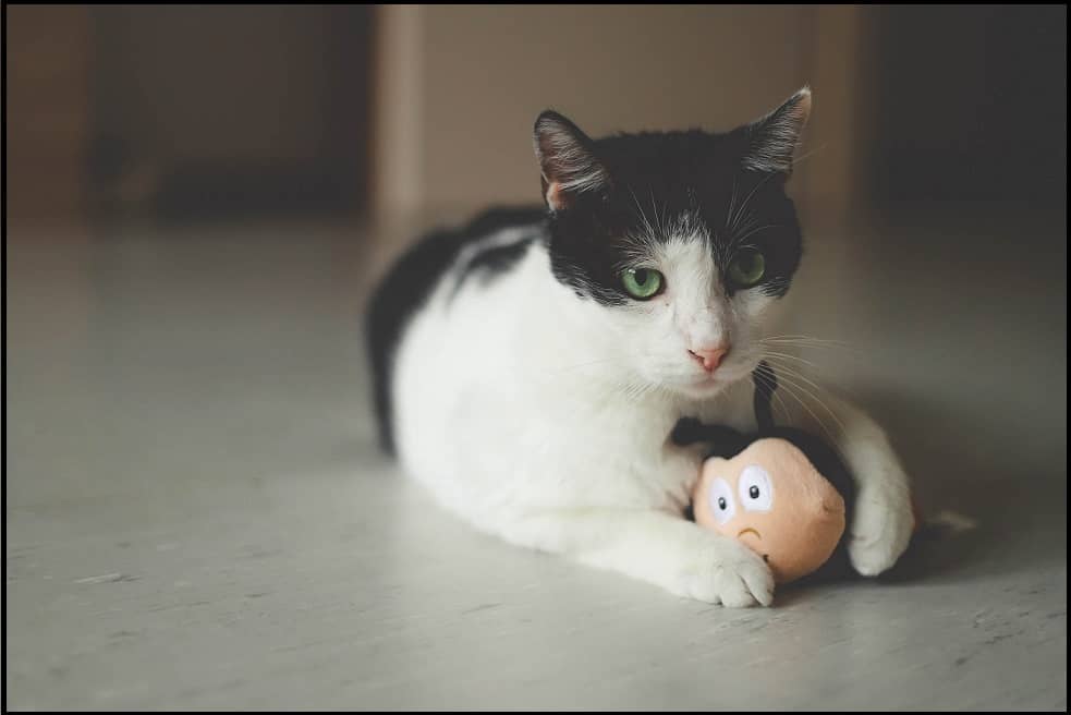Cat Brings Toys to Bed