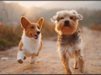 Furry Friend Healthy